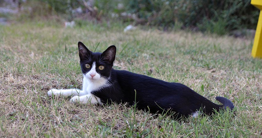 Chat 1