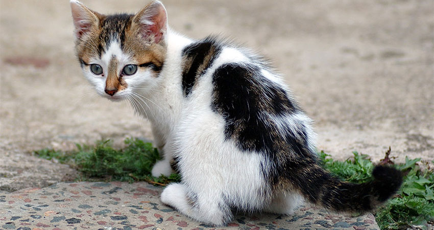 Chat 2