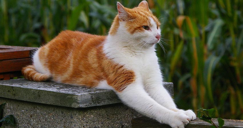 Chat 4
