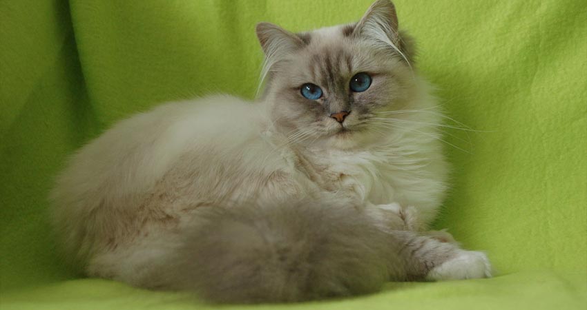 Chat 5